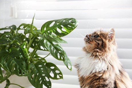 Plants and Living Items